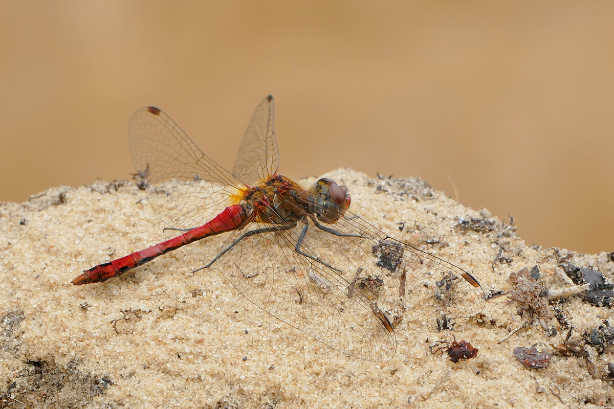 из снятого позавчера 2 - Александр Прокудин
