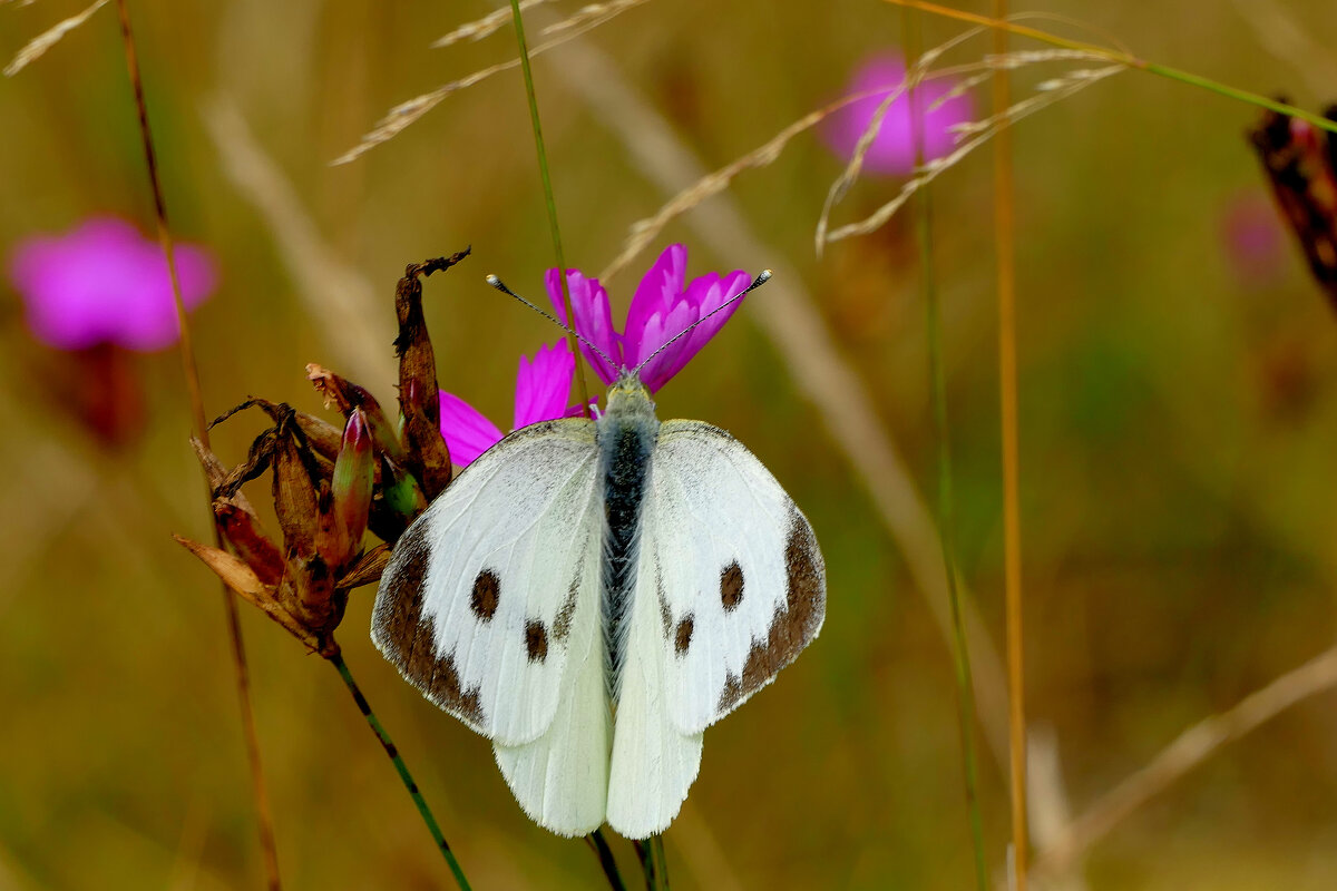 из снятого позавчера 5 - Александр Прокудин