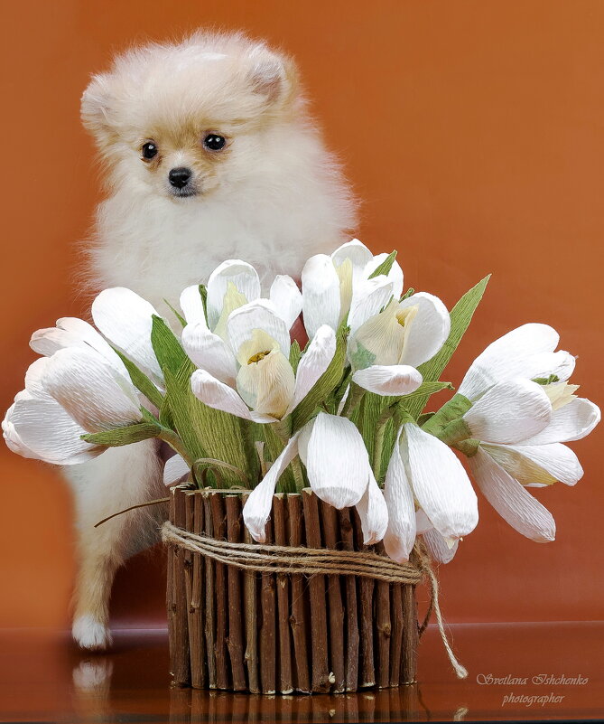 Померанский шпиц - Светлана Ищенко Померанский шпиц - Светлана Ищенко