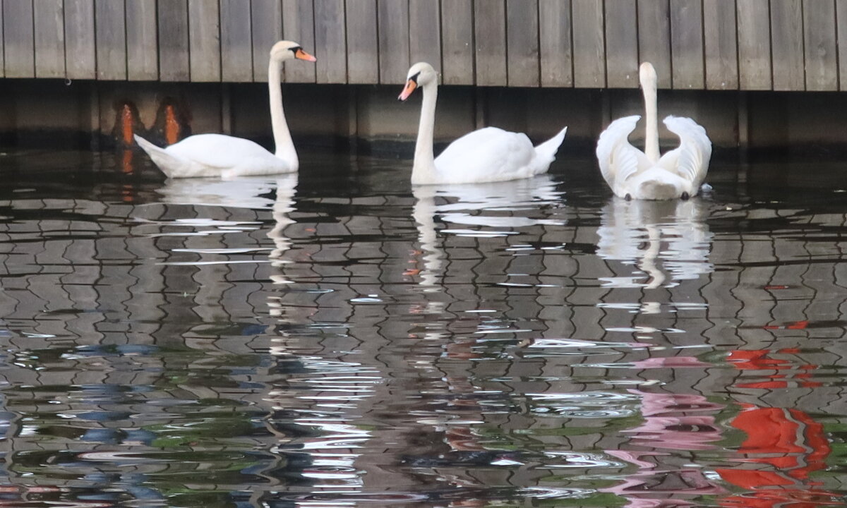 Третий лишний - Дмитрий И_