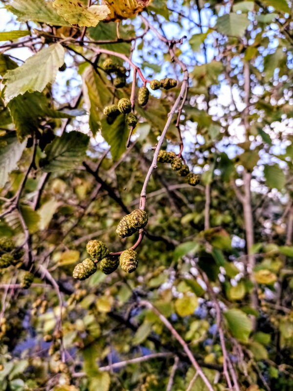 Шишечки ольхи - Veera V