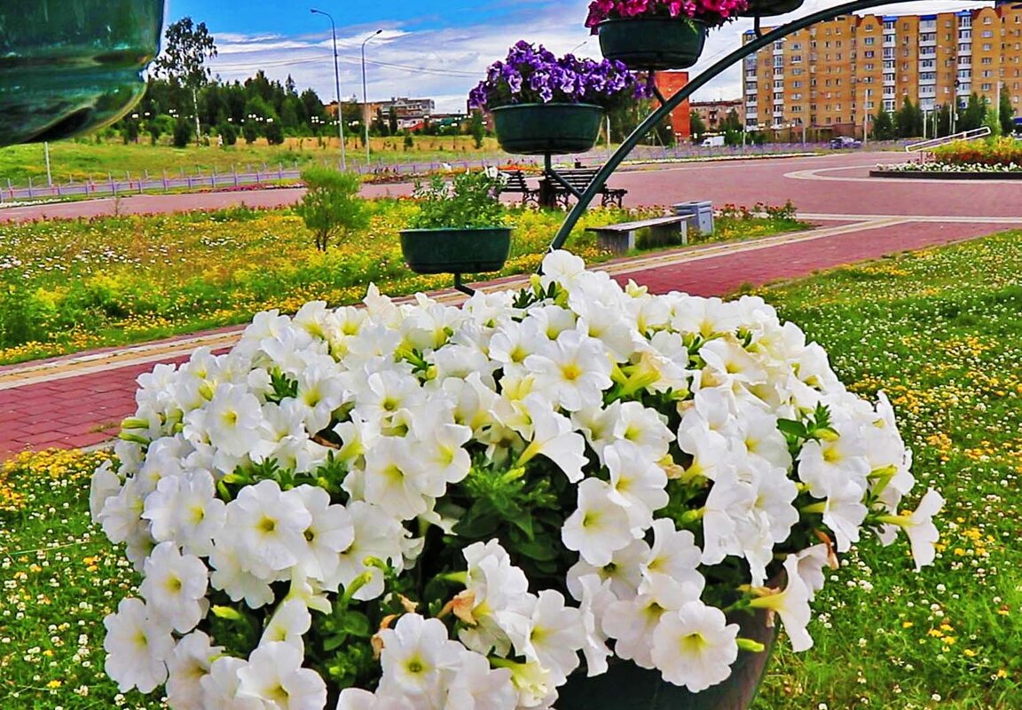 Июль.Цветочная клумба в прибрежном парке . - Владимир 
