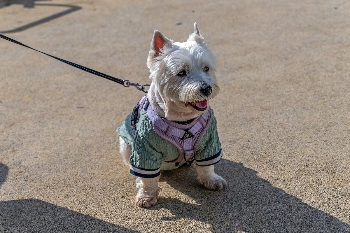 Вест-хайленд-уайт-терьер - Валерий Иванович