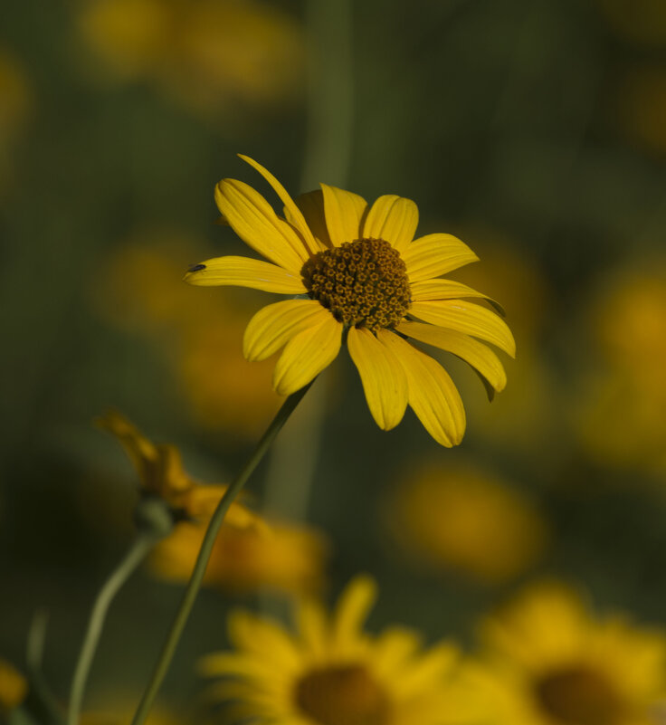 Цветочное - Олег Денисов