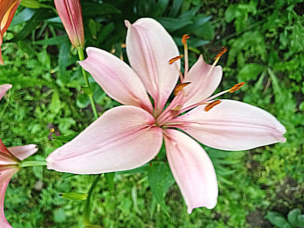 Цветы. - Владимир Драгунский