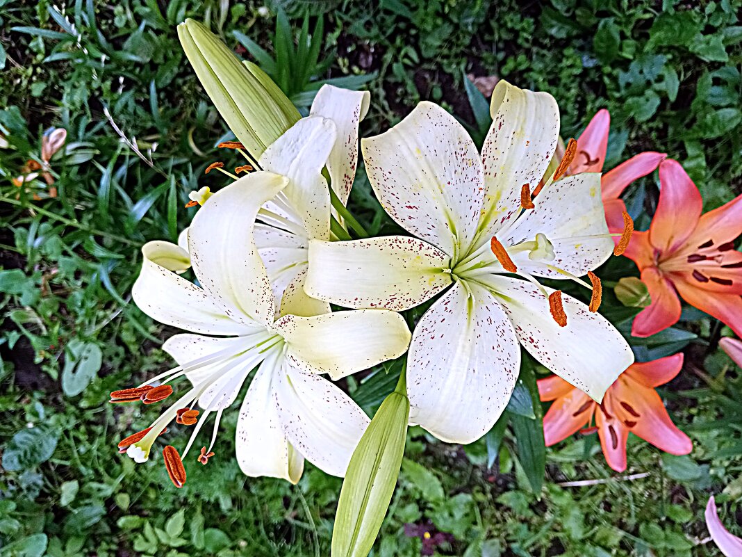 Цветы. - Владимир Драгунский