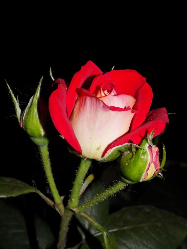 ... - Константин Штарк