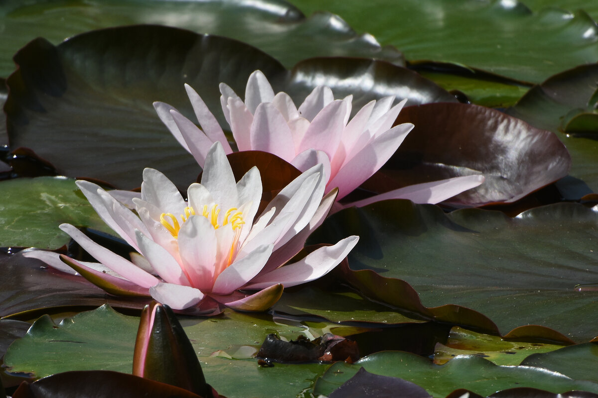 Лето в Ботаническом... Июнь. - Наташа *****