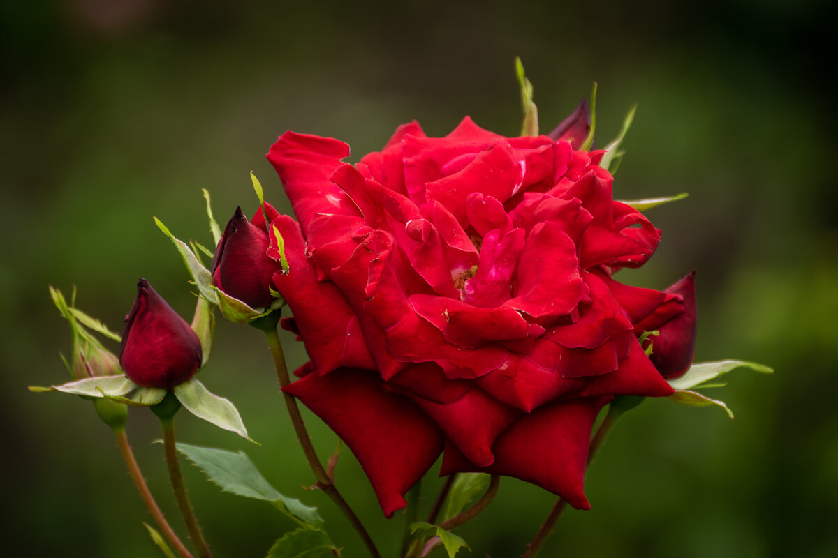 Роза - Игорь Сикорский Роза - Игорь Сикорский