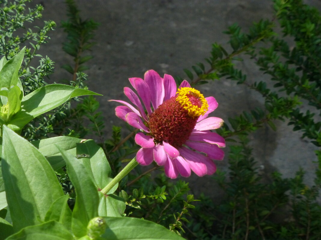 Циния - Валентин Семчишин Циния - Валентин Семчишин