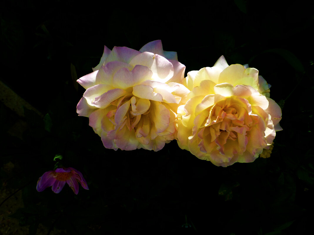 Глории  Дей - Валентин Семчишин