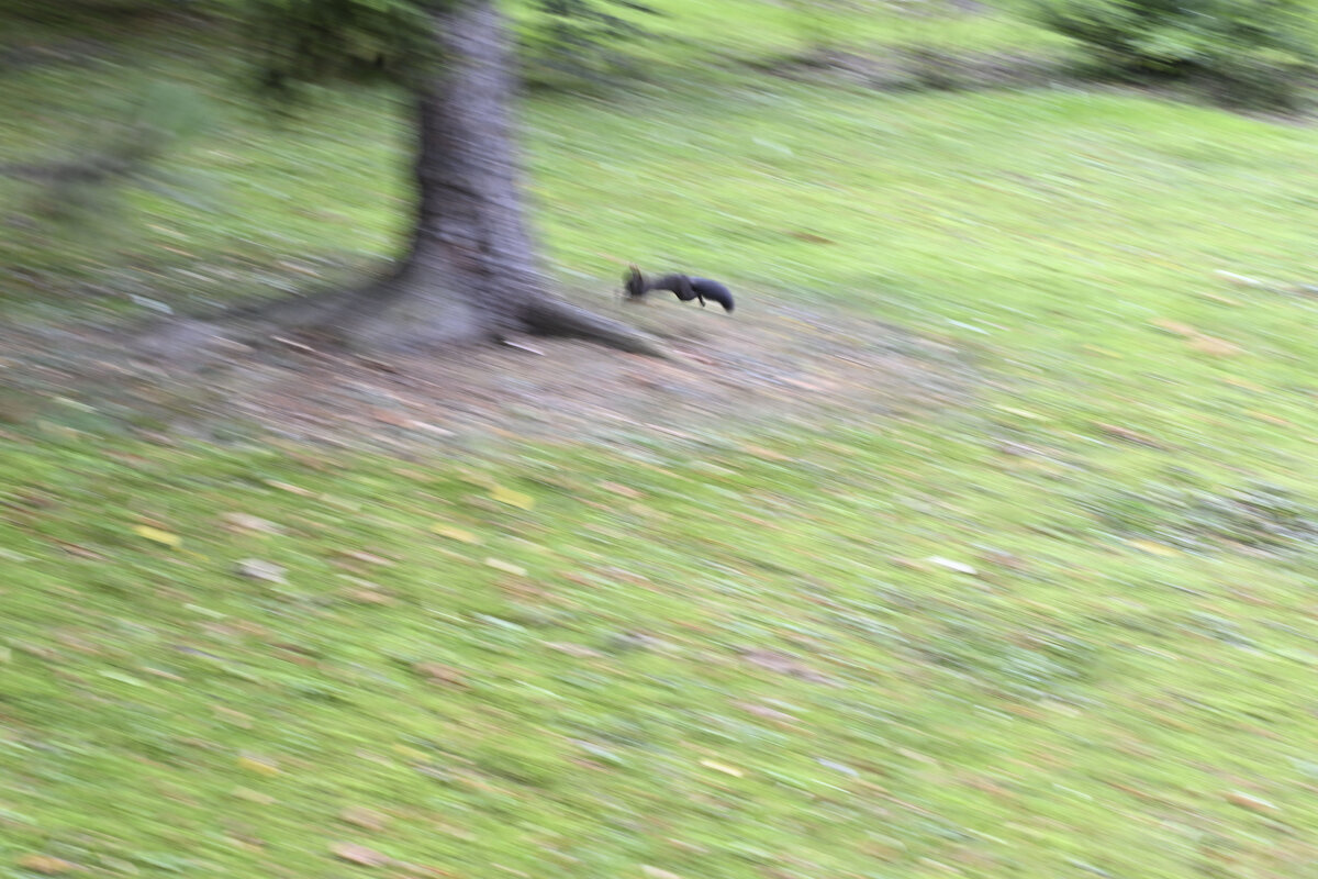 Покажу  вам как я сняла белочку) - Осень 