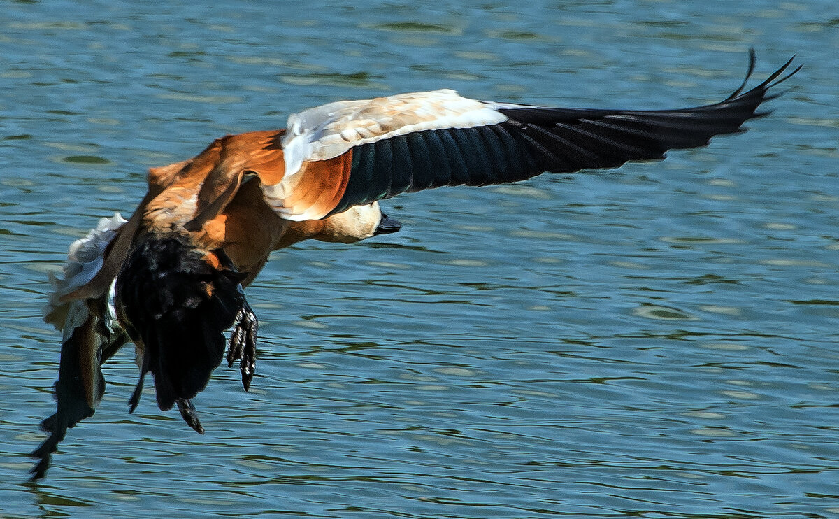 Огарь. - Владимир Безбородов