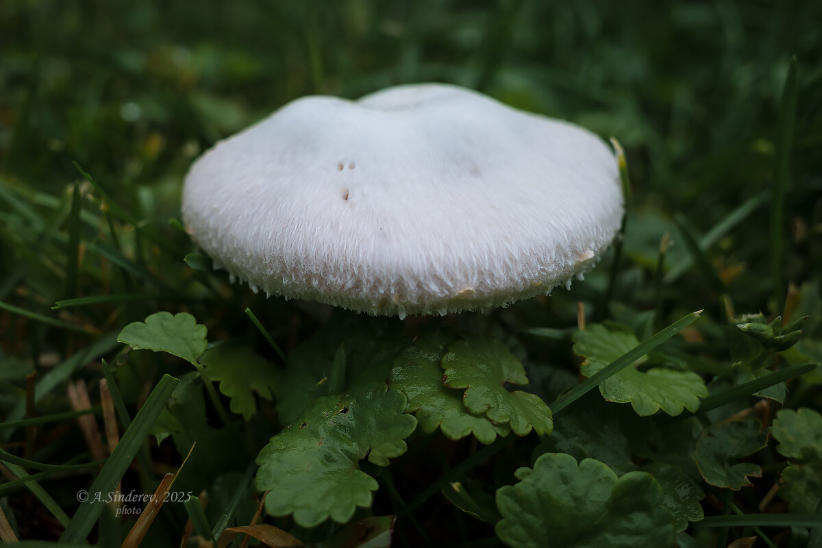 Белошампиньон румянящийся - Александр Синдерёв