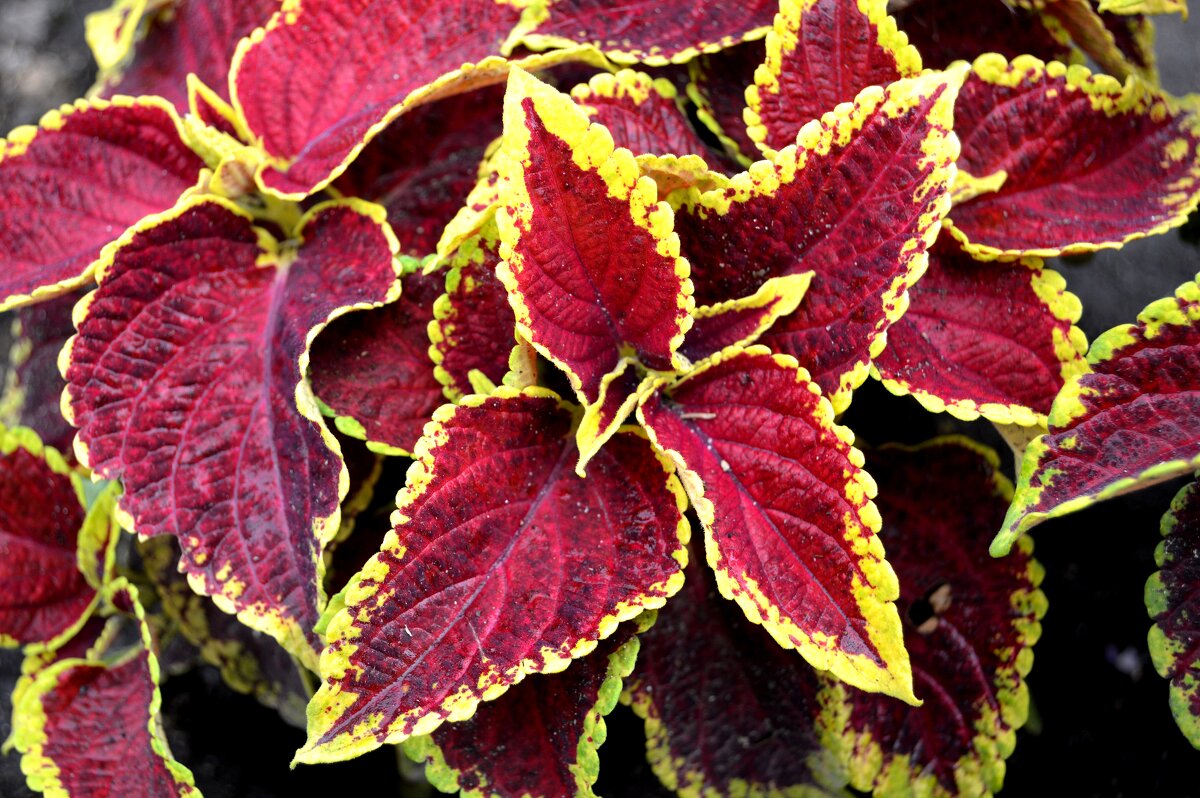 Колеус - Владимир Помазан