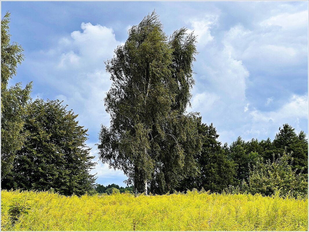 Август. - Валерия Комова Август. - Валерия Комова