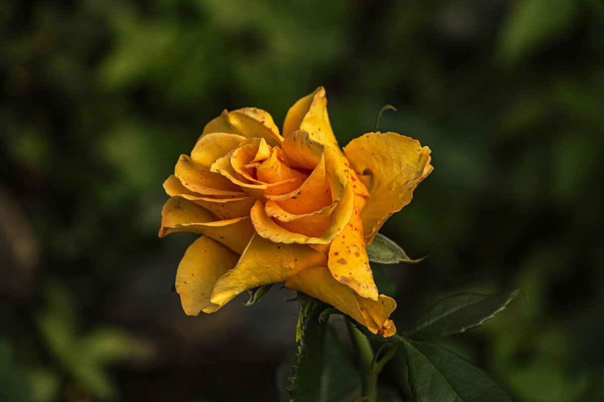 Медленное увядание. - Петр Беляков Медленное увядание. - Петр Беляков