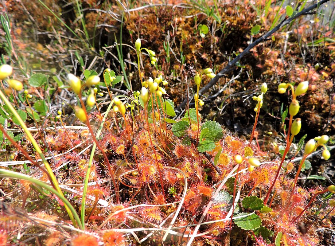 Цветение - Мария Васильева Цветение - Мария Васильева