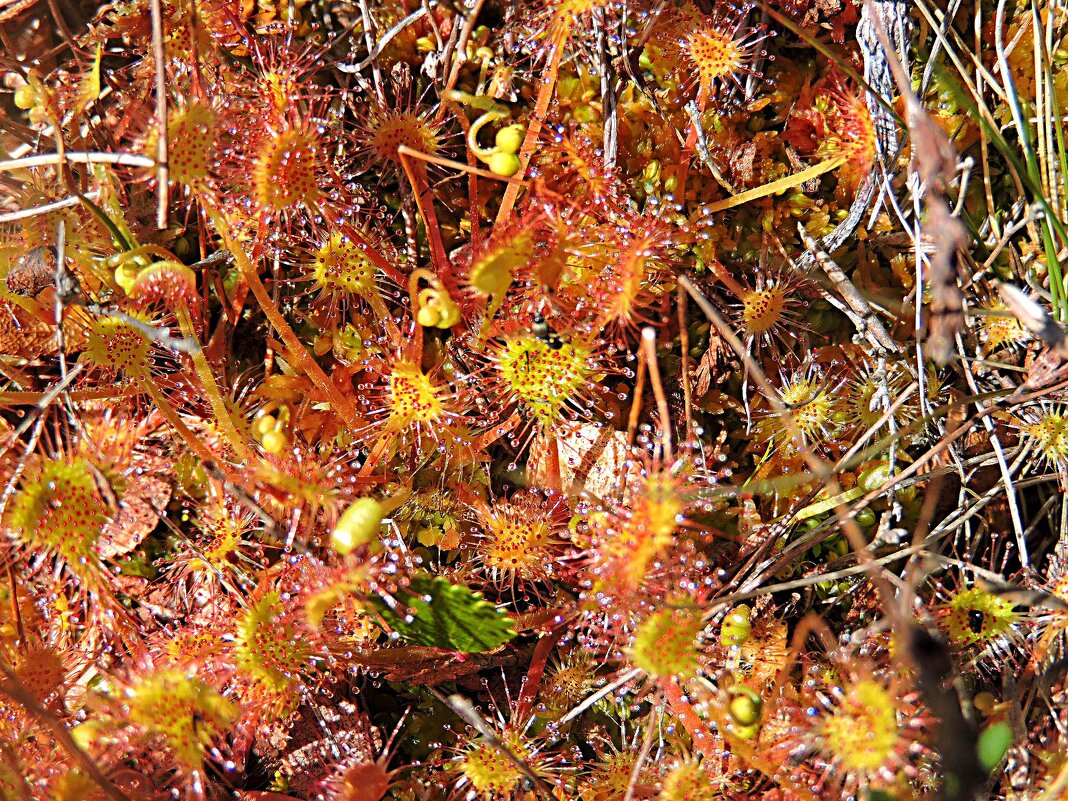 Фантастический мир росянок - Мария Васильева Фантастический мир росянок - Мария Васильева