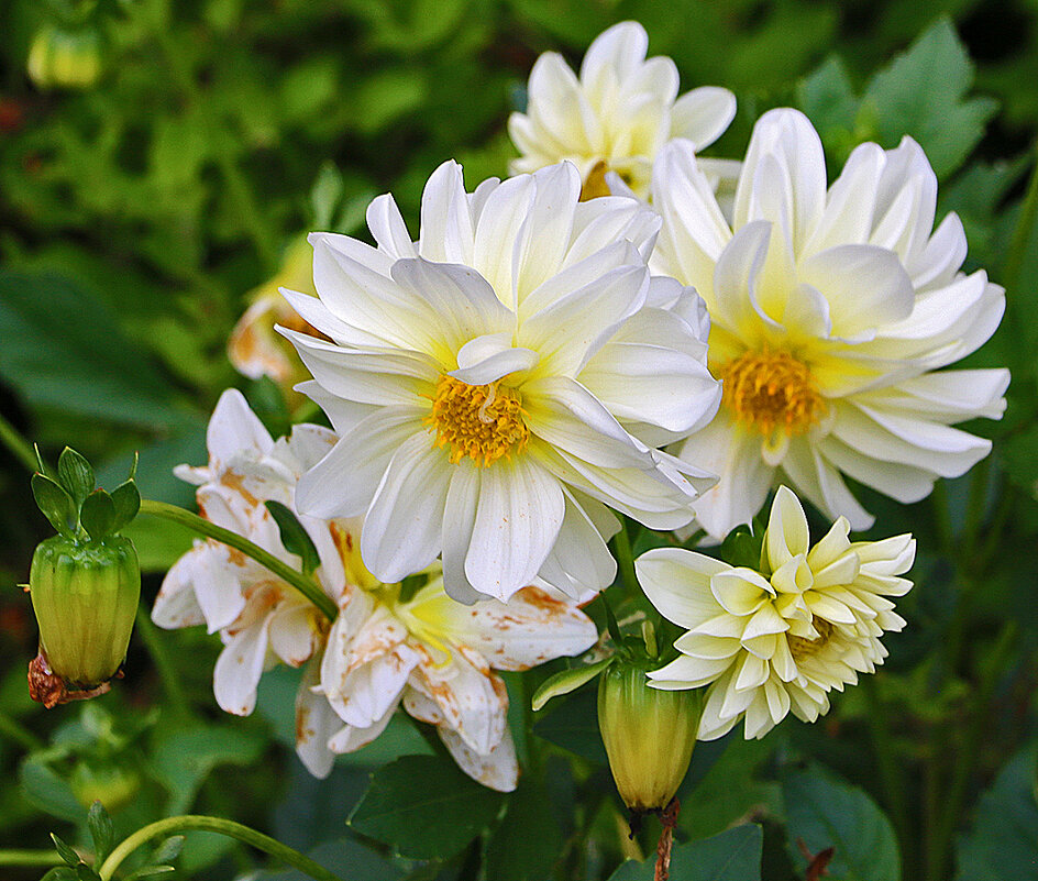 Георгины - Светлана 