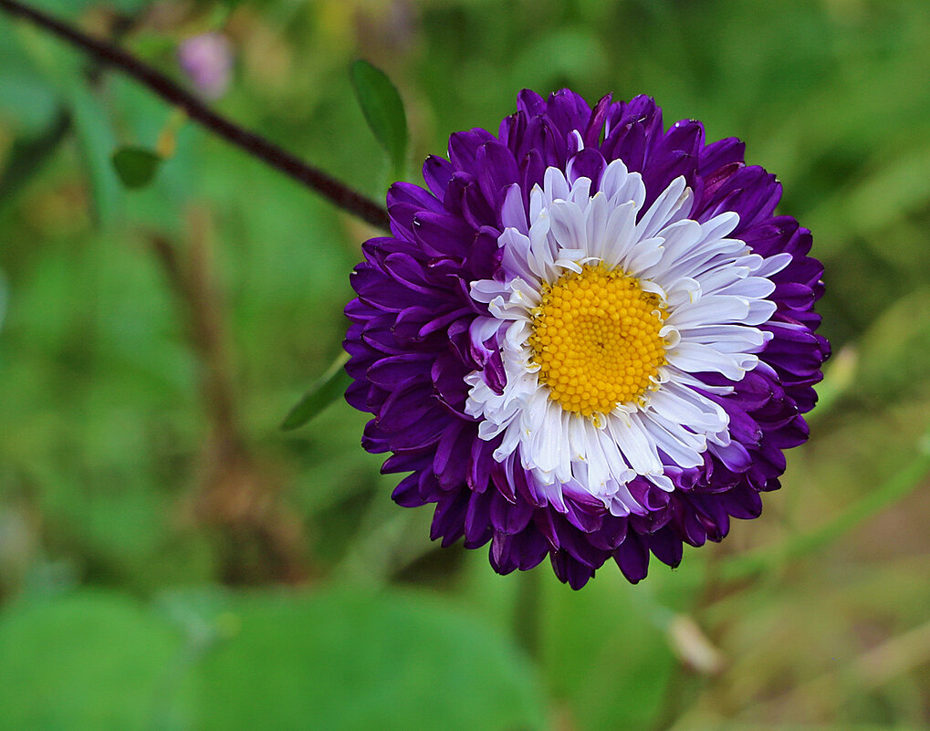 Астра помпонная - Светлана 