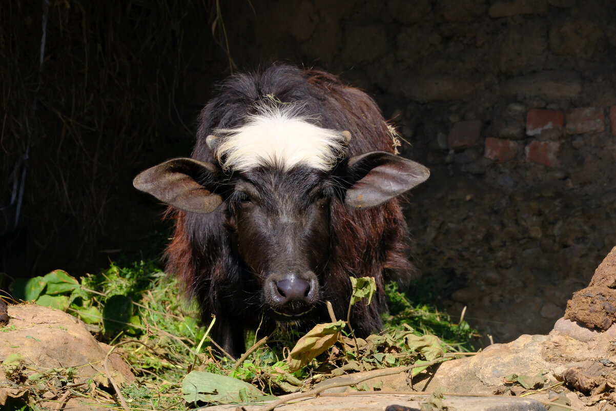 На ферме в горах Гималай - Георгий А