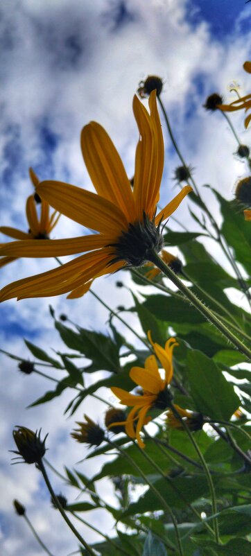 *** - Шу Юншен