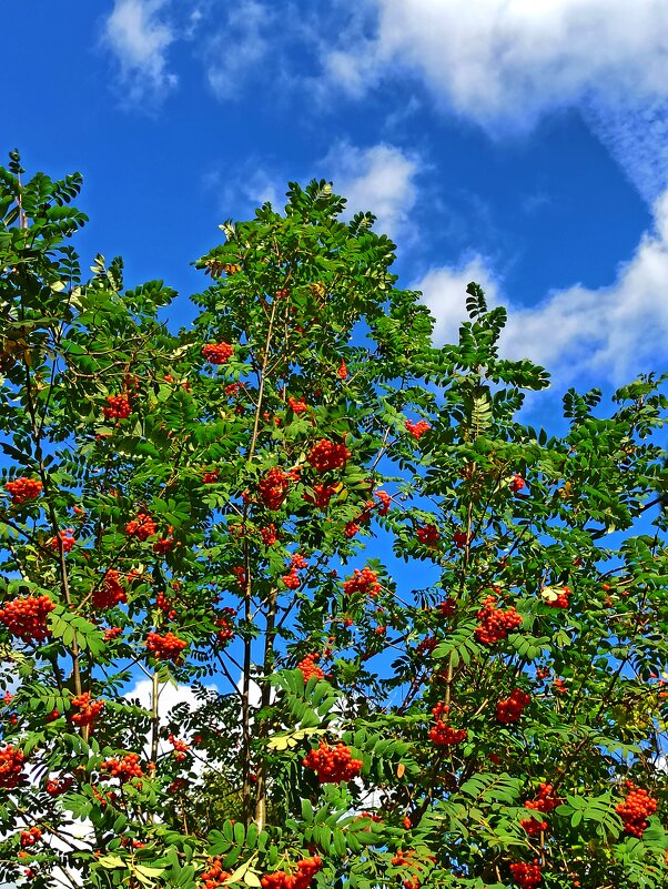 Подарок птичкам - veilins veilins