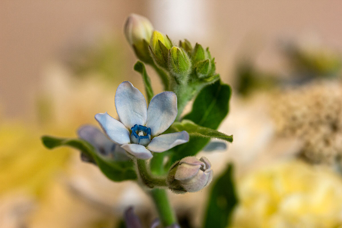 Оксипеталум - Александр Трухин