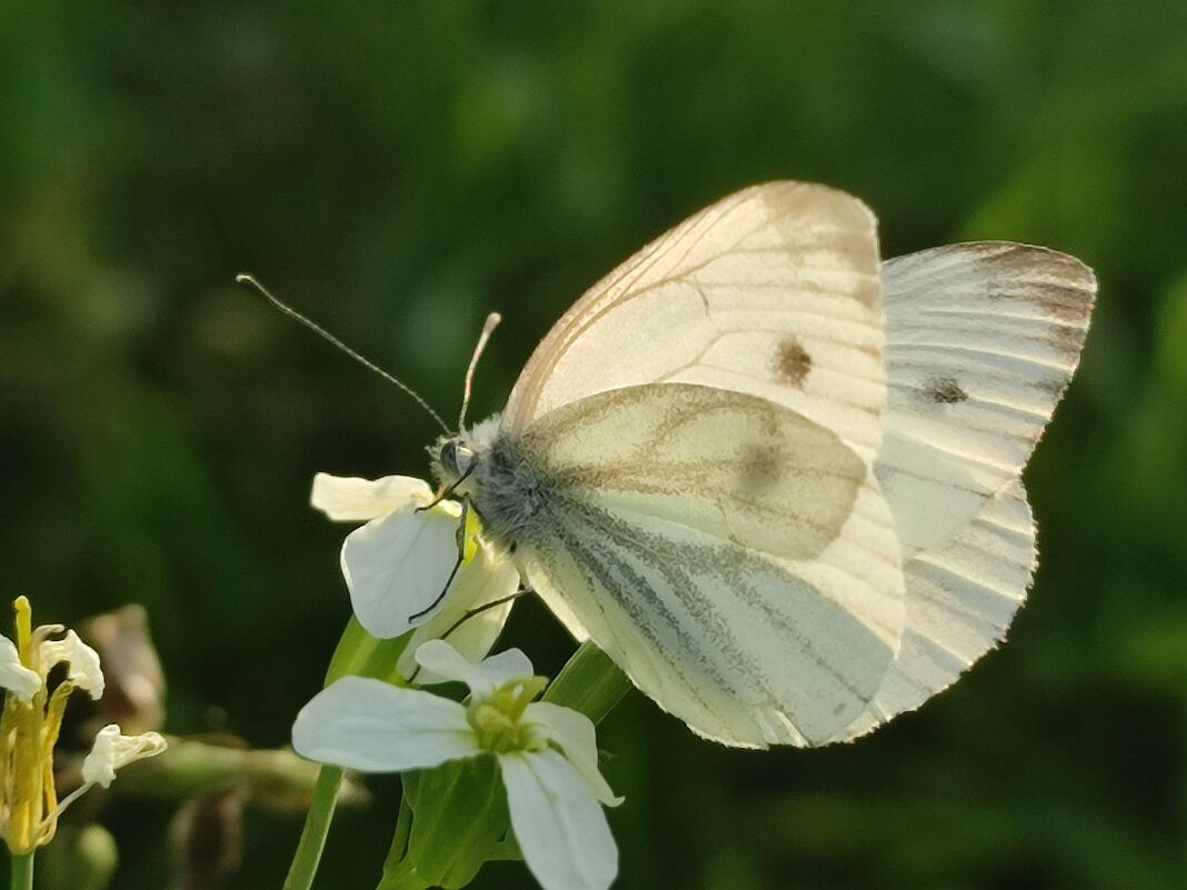 Бабочка - Валентина Богатко 