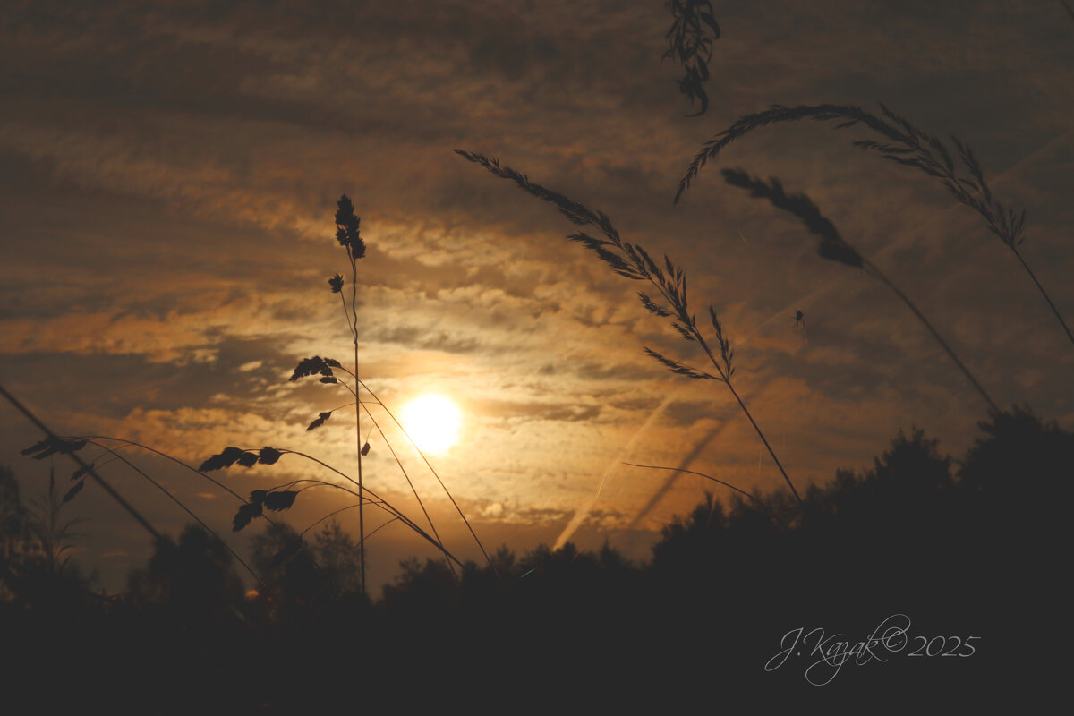 *** - Елена Kазак (selena1965)