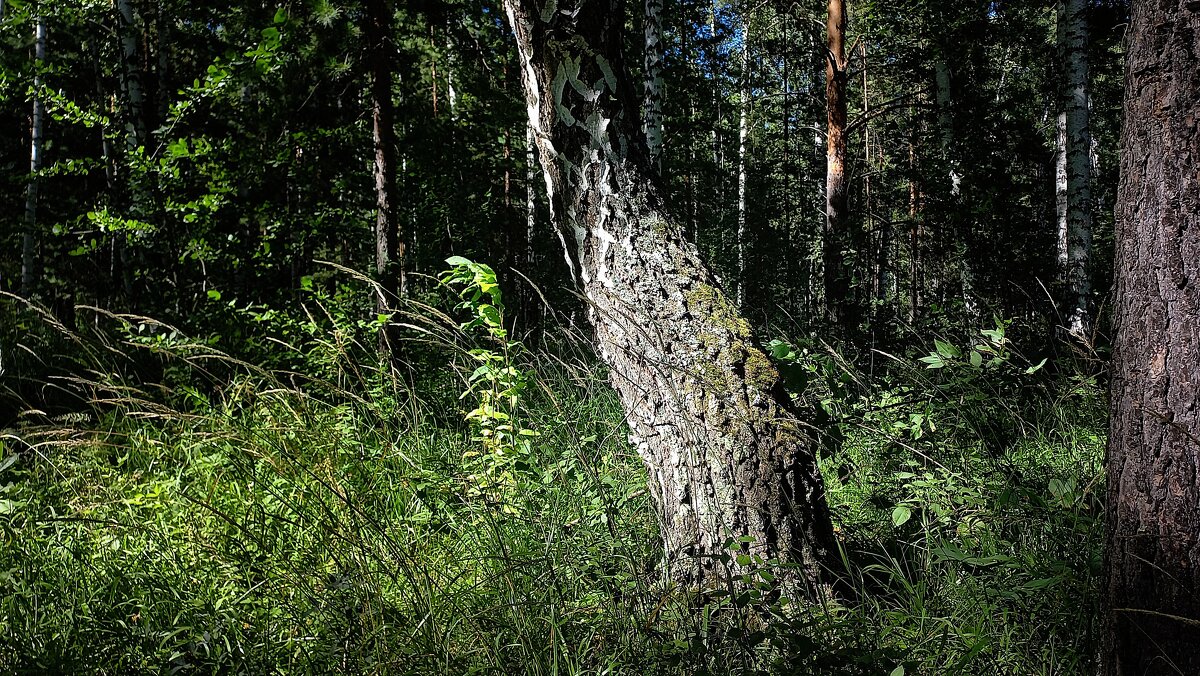 Лес проснулся, весь проснулся, веткой каждой - Hope Лес проснулся, весь проснулся, веткой каждой - Hope