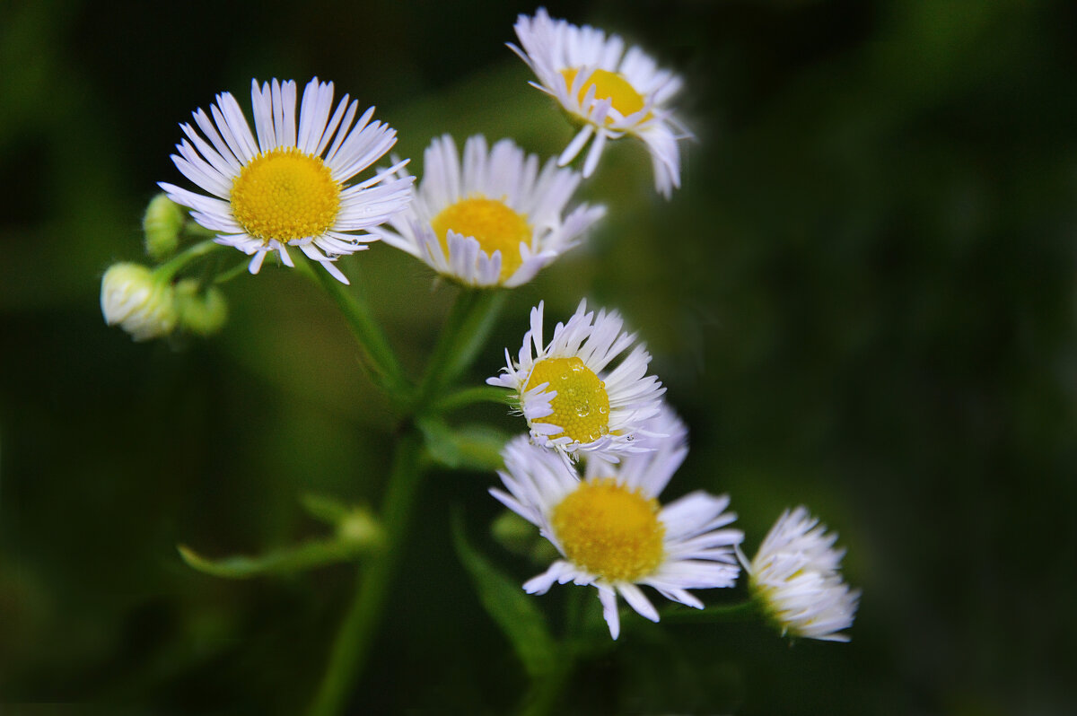 Мелколепестник - Надежда Куркина 
