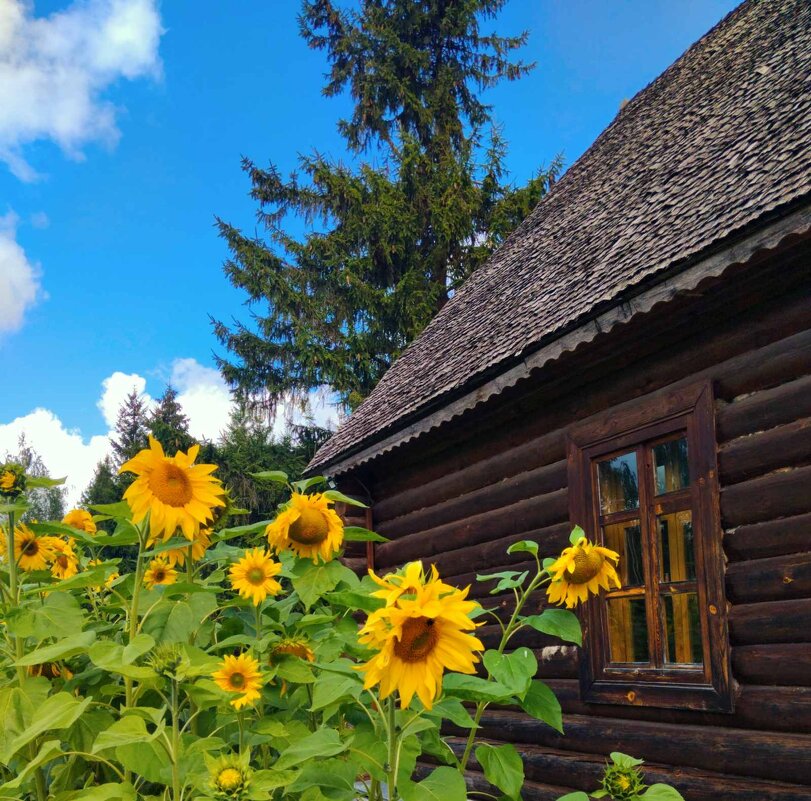 Подсолнуховая  фотосессия - Галина Бобкина