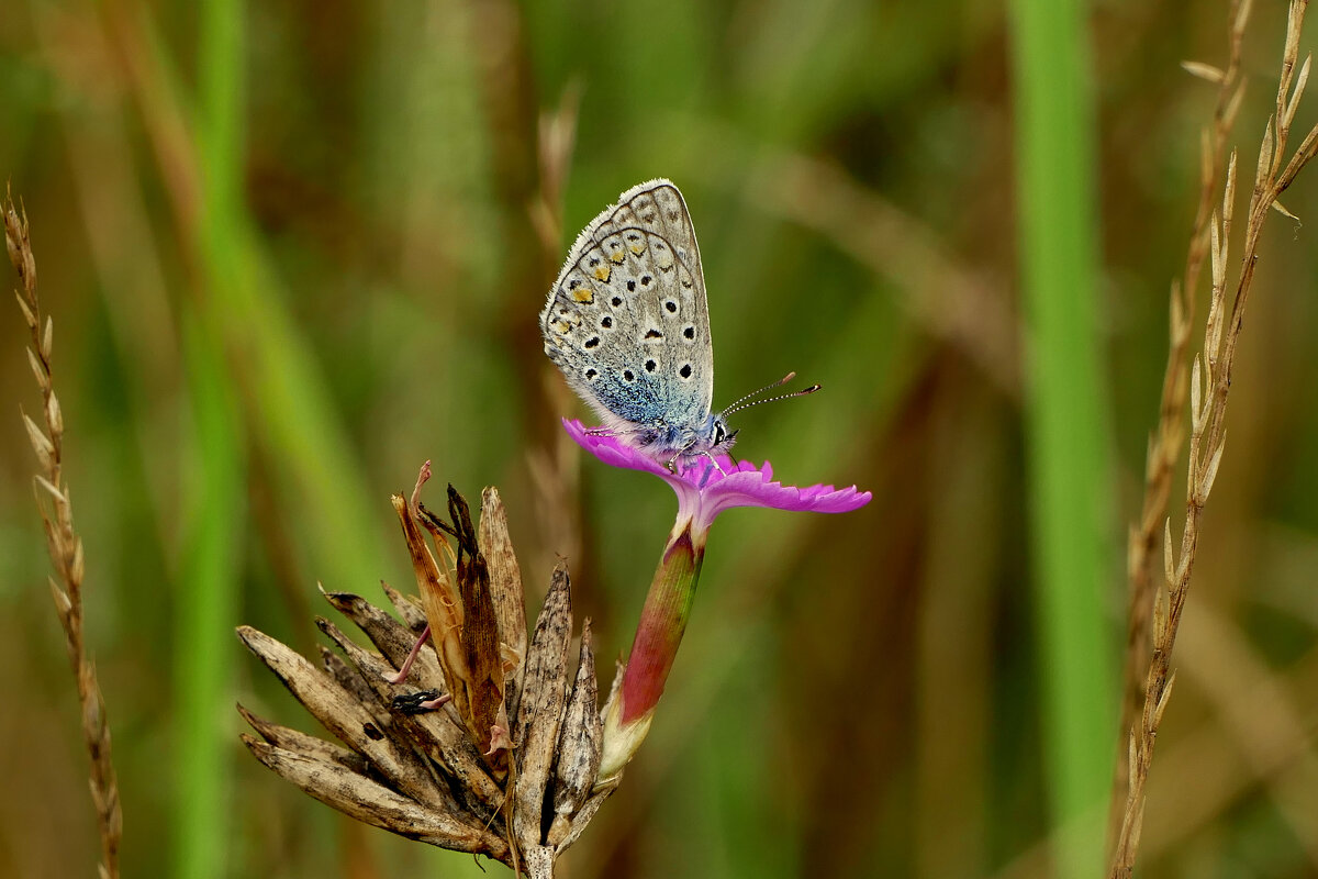 из снятого позапозавчера 1 - Александр Прокудин