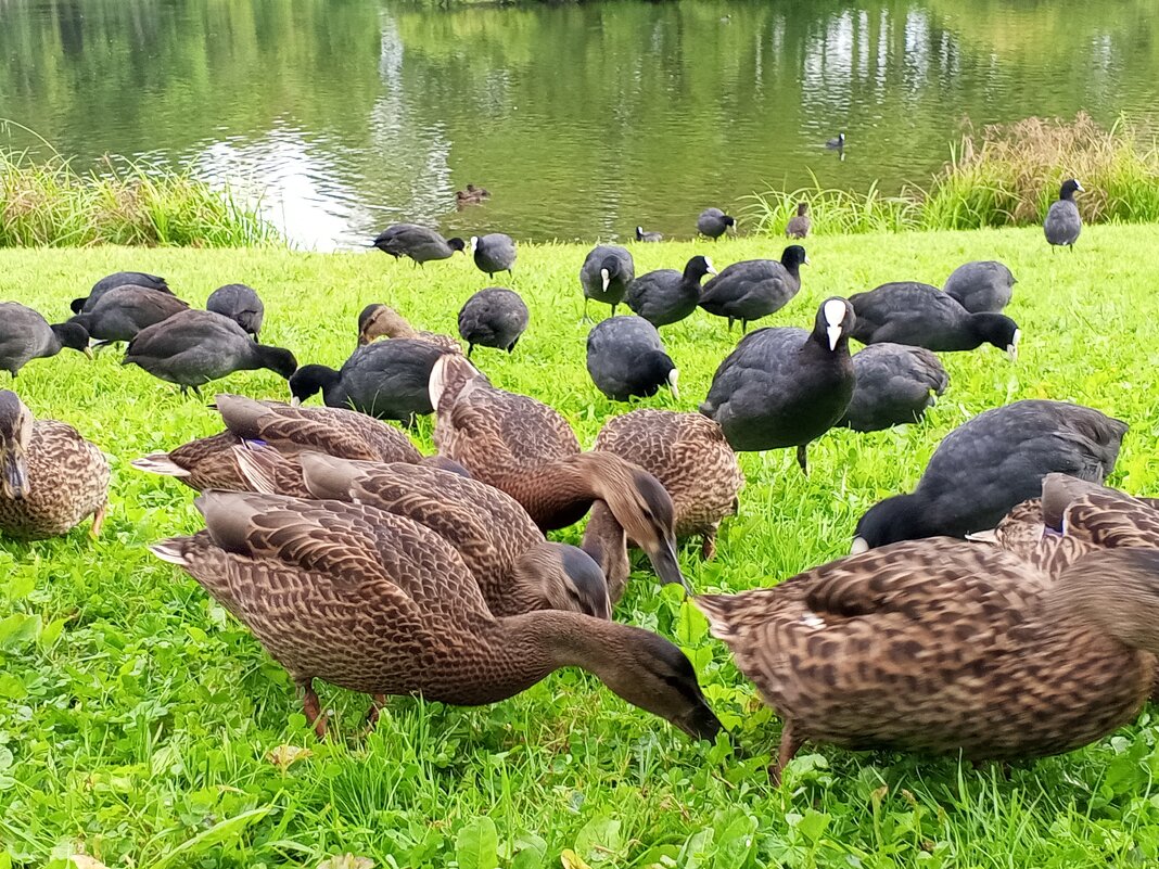 Утки и лысухи - Сапсан 