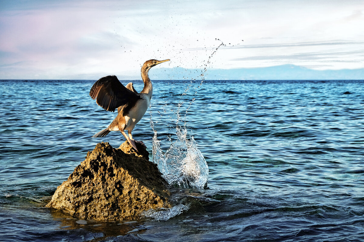 Однажды ;-) - Алексей Пышненко
