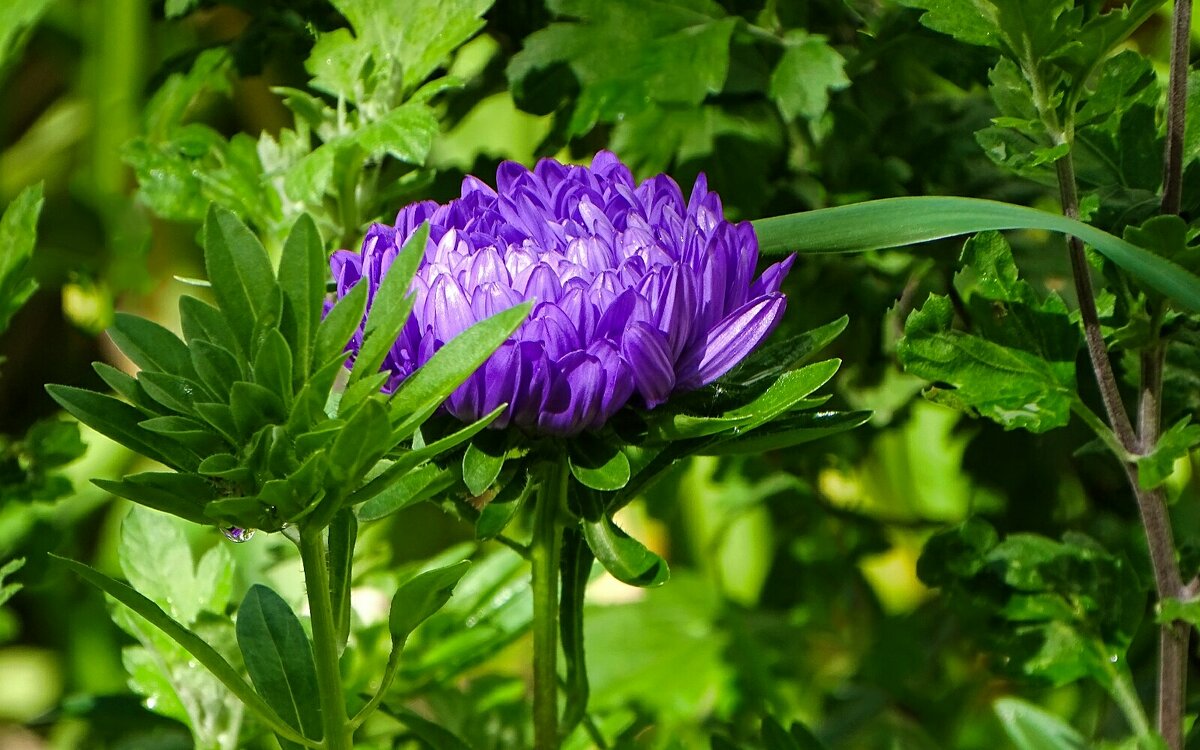 Астры цветут с приближением осени. - Милешкин Владимир Алексеевич 