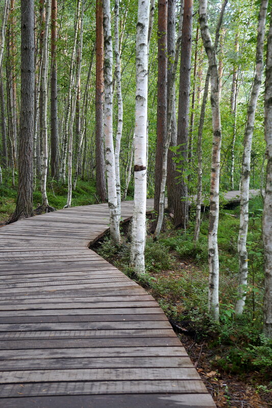 Эко-тропа "Сестрорецкое болото" - zavitok * Эко-тропа "Сестрорецкое болото" - zavitok *