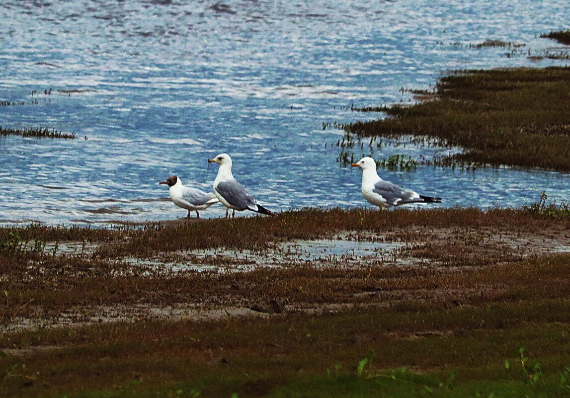 Август...Чайки у реки! - Владимир 