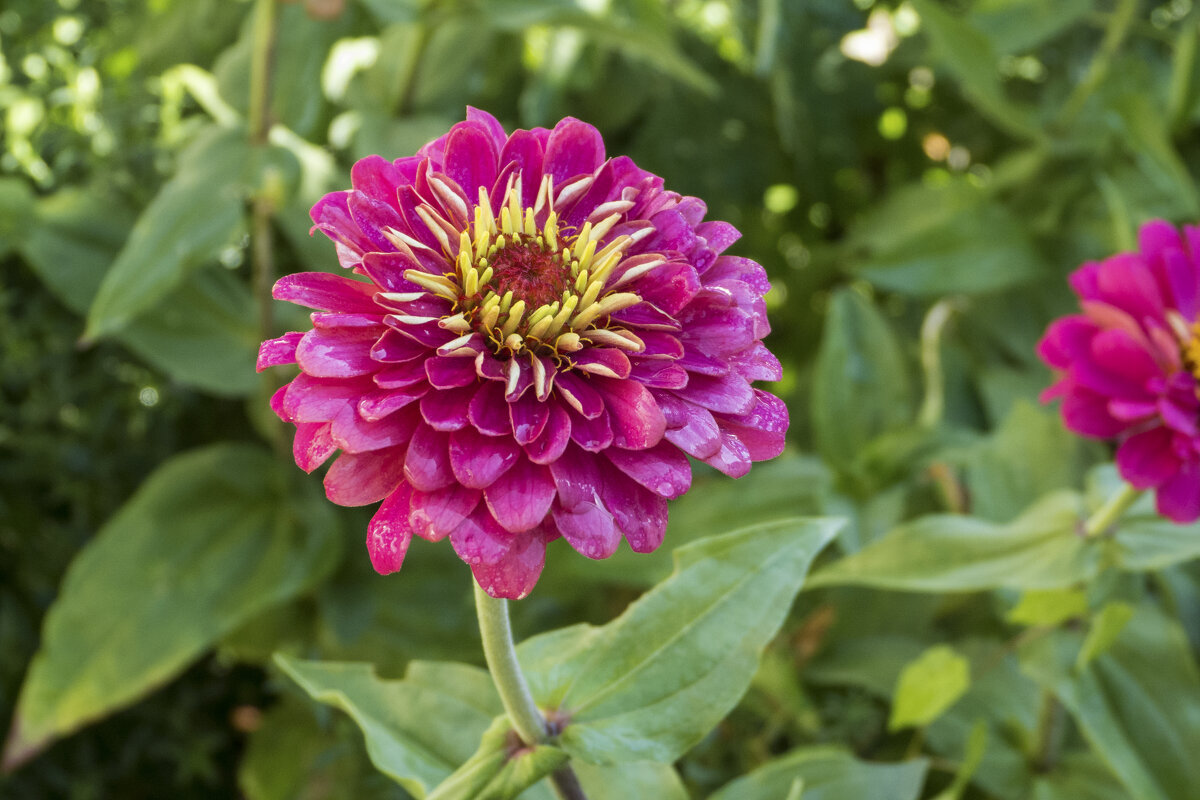 Циния Квин лайм - Валентин Семчишин