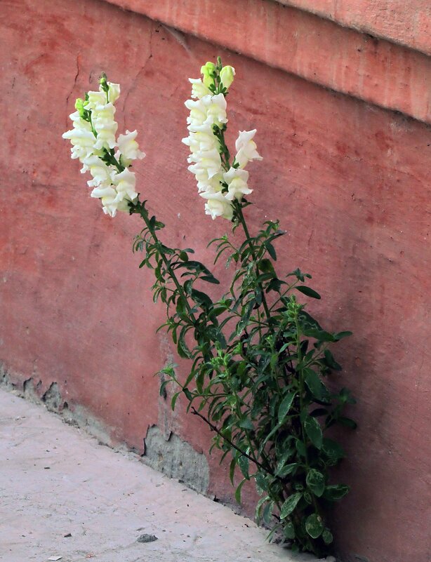 Детали природы - Роман Савоцкий