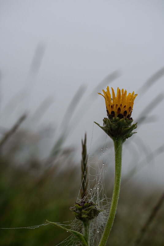 После дождя - Петр 