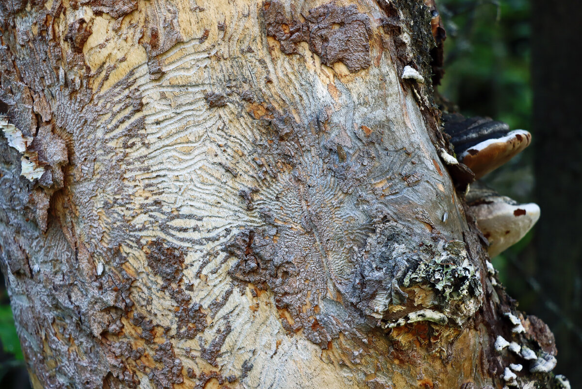 Арт-объект - Галина Ильясова