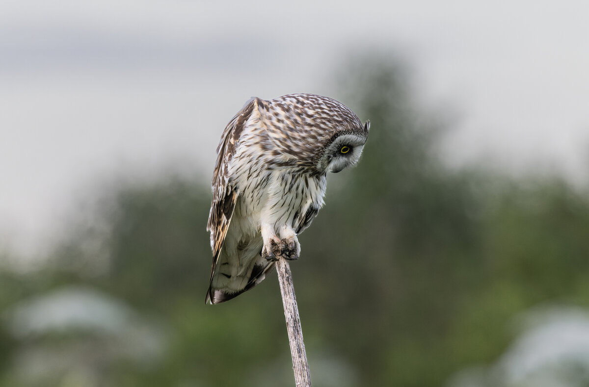 сова болотная - юрий макаров сова болотная - юрий макаров