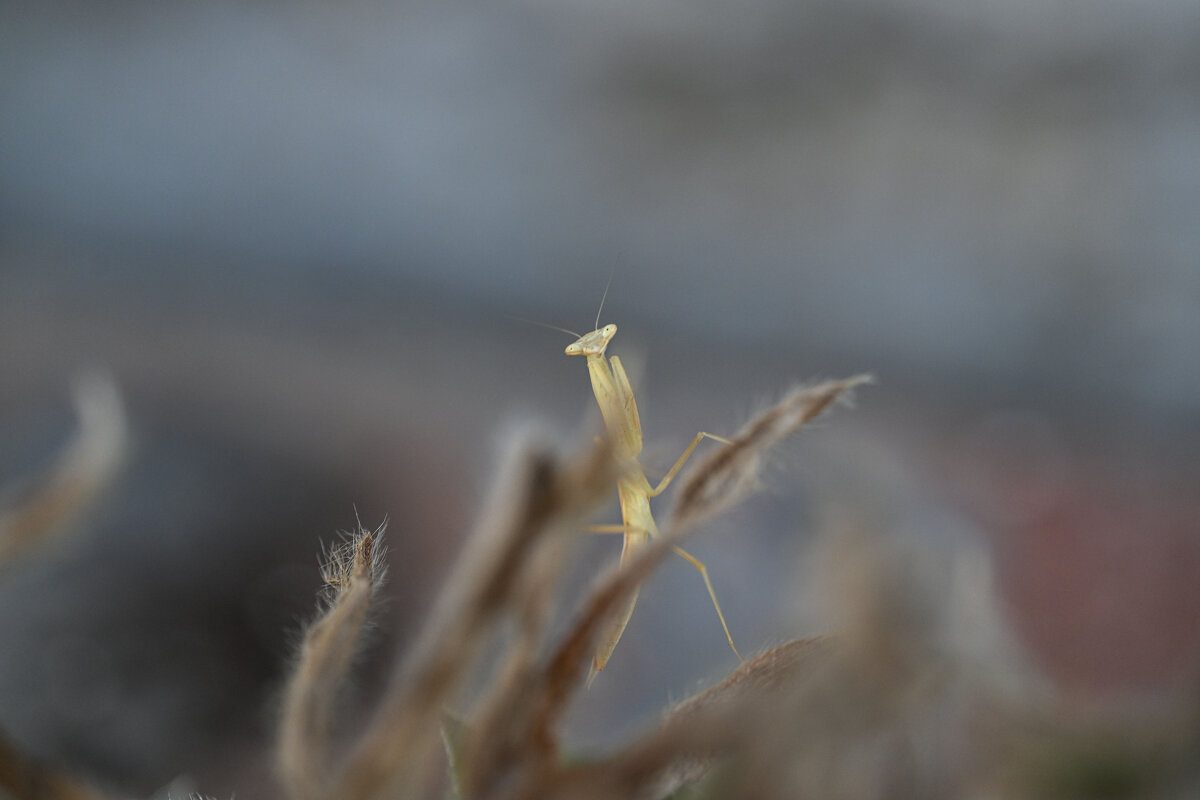 гость на балкончике - Осень 