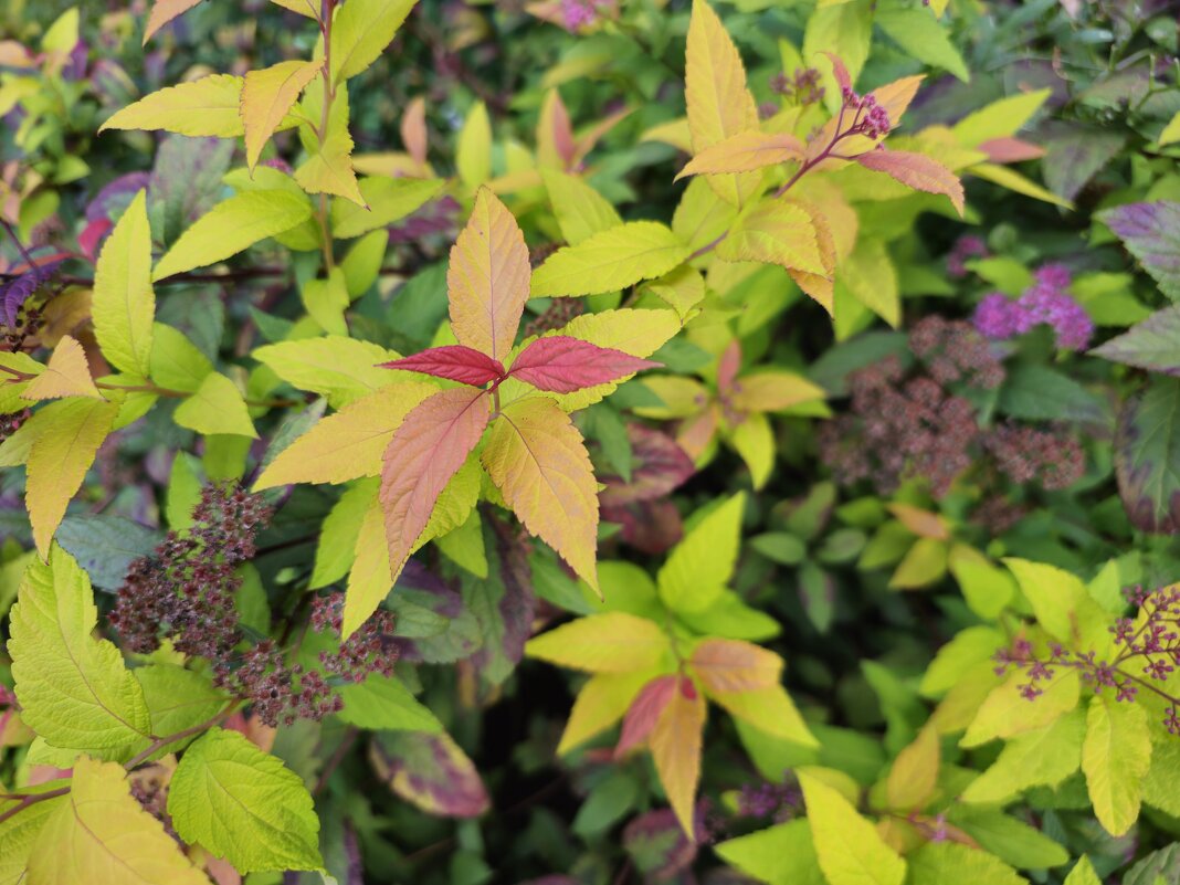 Разноцветные краски листиков - Мария Яковлева