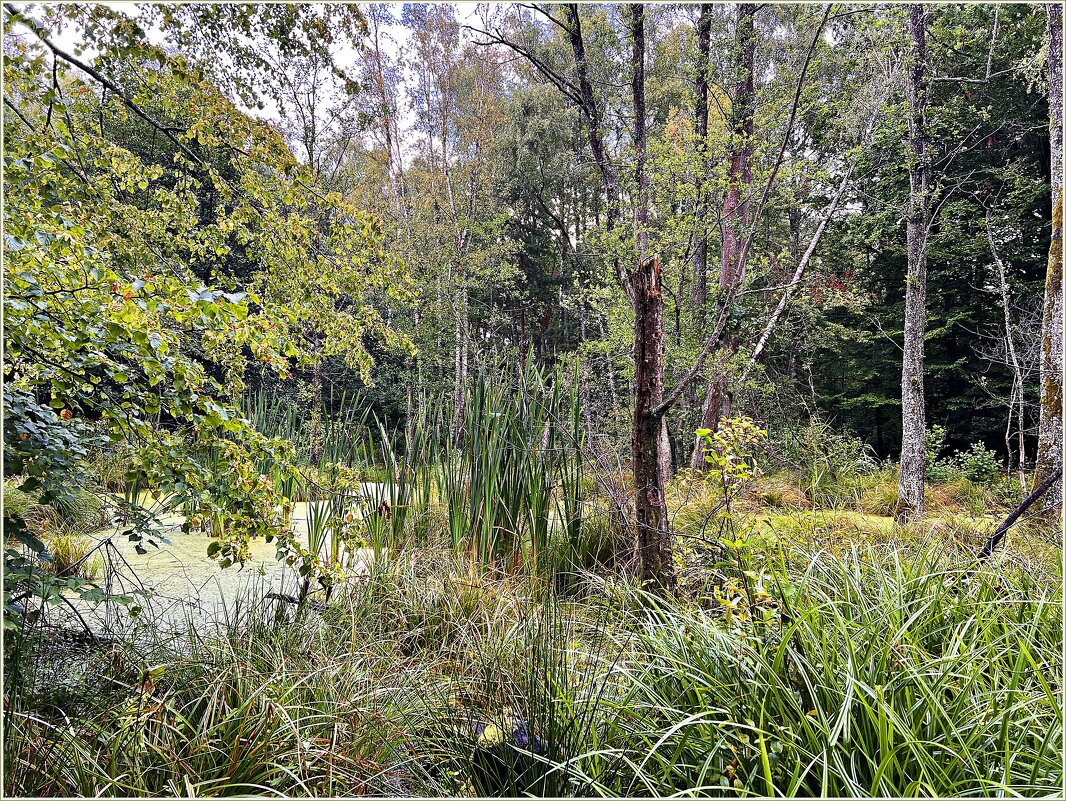 Лесное болото. - Валерия Комова