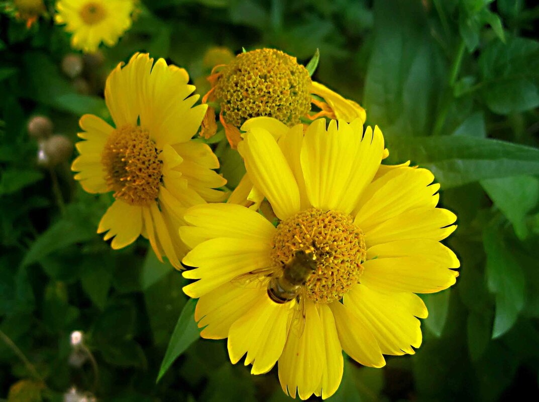 Солнечные - Елена Семигина