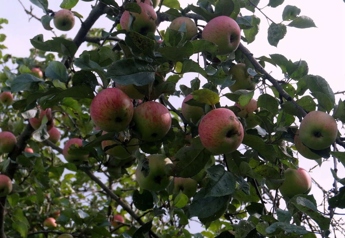 Запах спеющих яблок над садом разлит. - Люба 